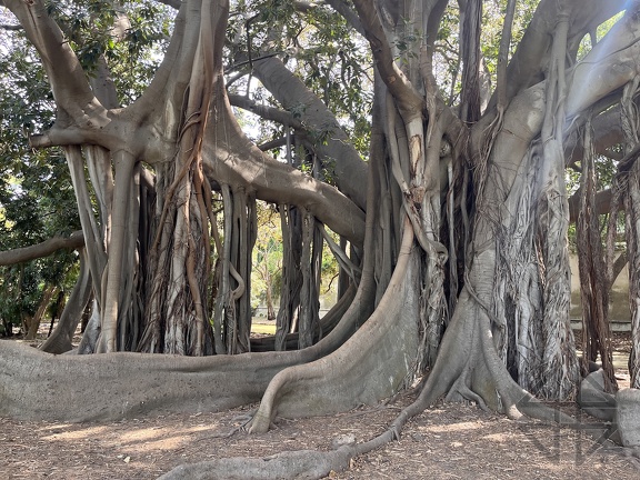 Orto Botanico IMG 5760