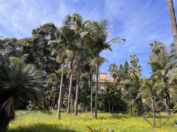 Orto Botanico IMG 5765